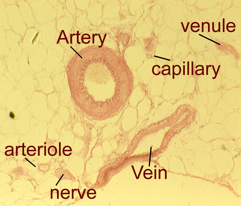 Vessel Lab